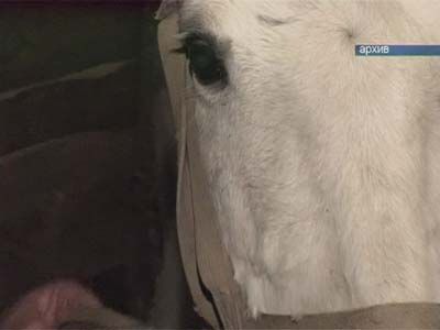 Эпопея с украденной лошадью закончилась
