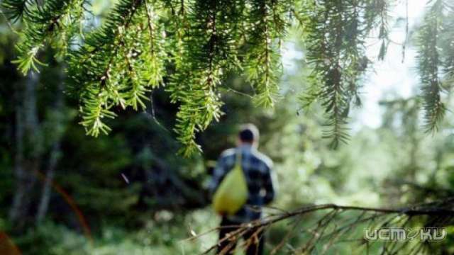 В Орловской области заблудились два человека