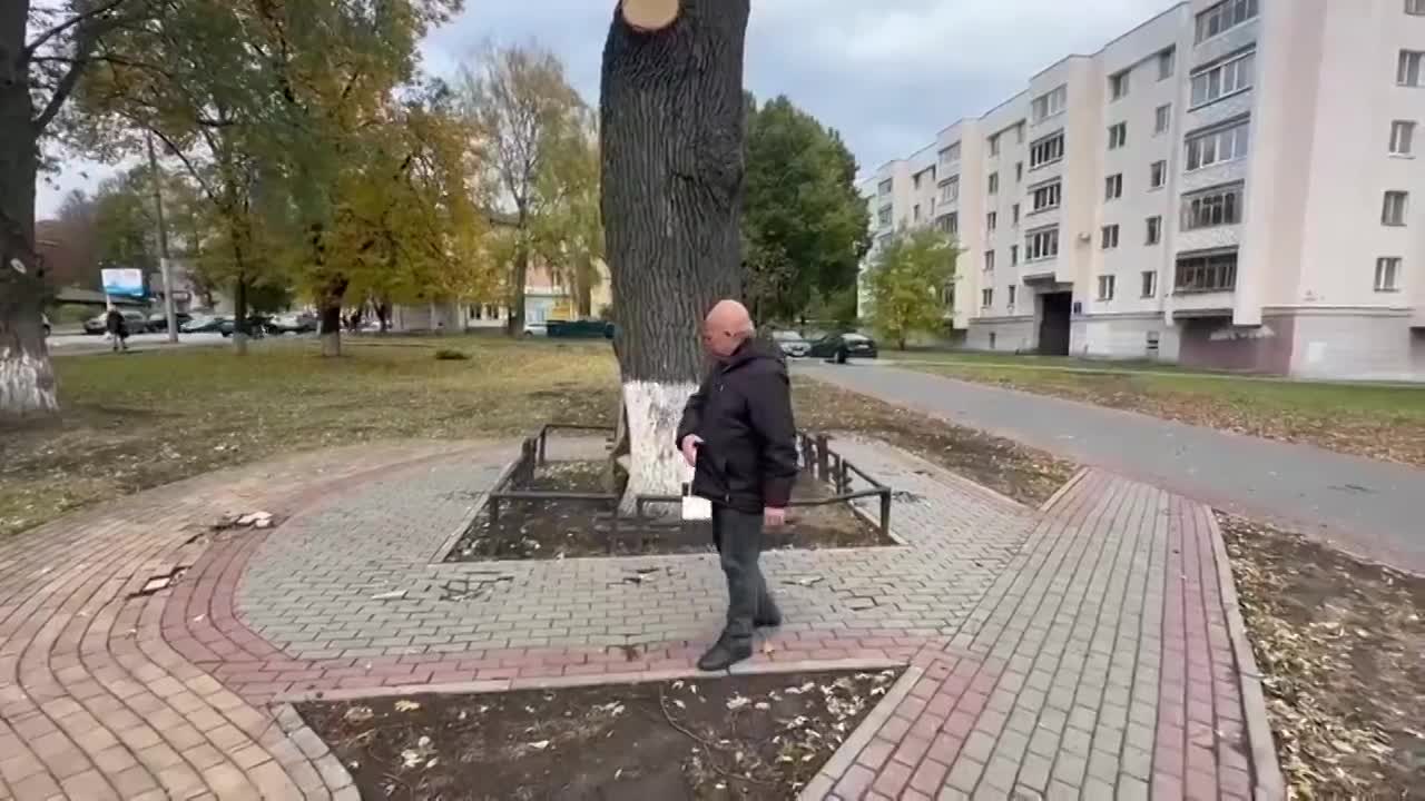 Орловский активист просит Генпрокуратуру спасти дуб на бульваре Победы