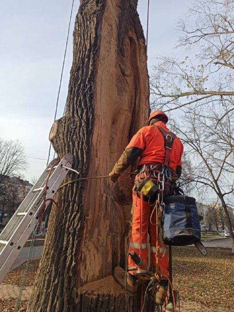 У 163-летнего дуба на Бульваре Победы в Орле появился шанс выжить