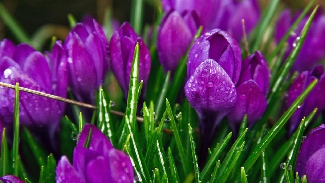 Первомай в Орле будет дождливым, но теплым