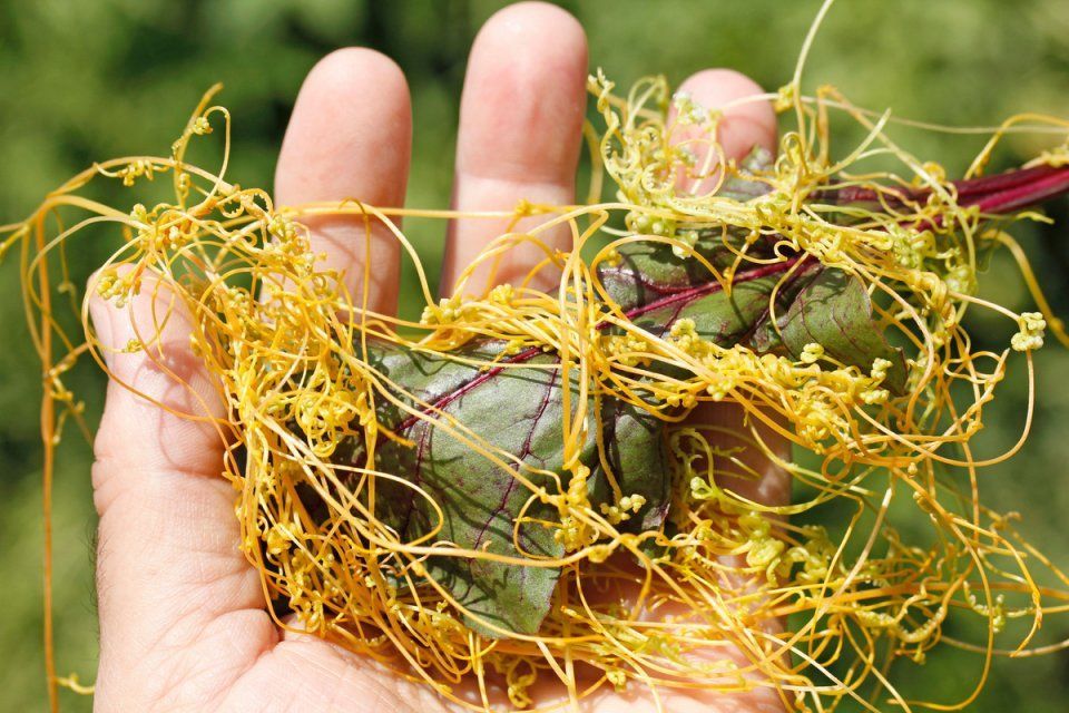 В Колпнянском районе ввели карантин