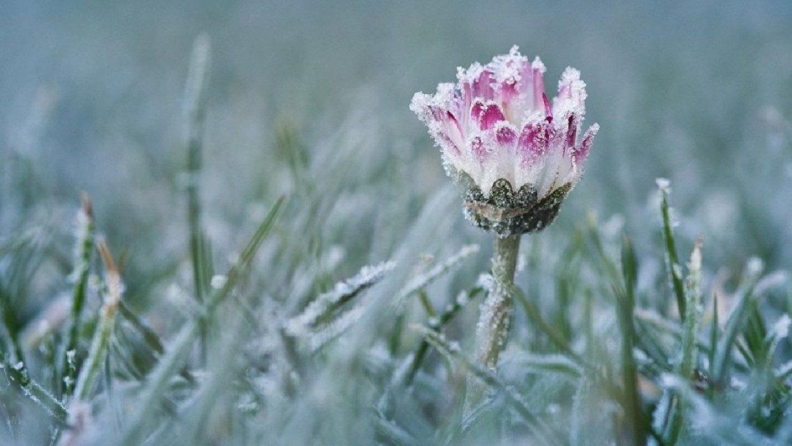 Аномальный май: в Орловской области вновь ударят заморозки