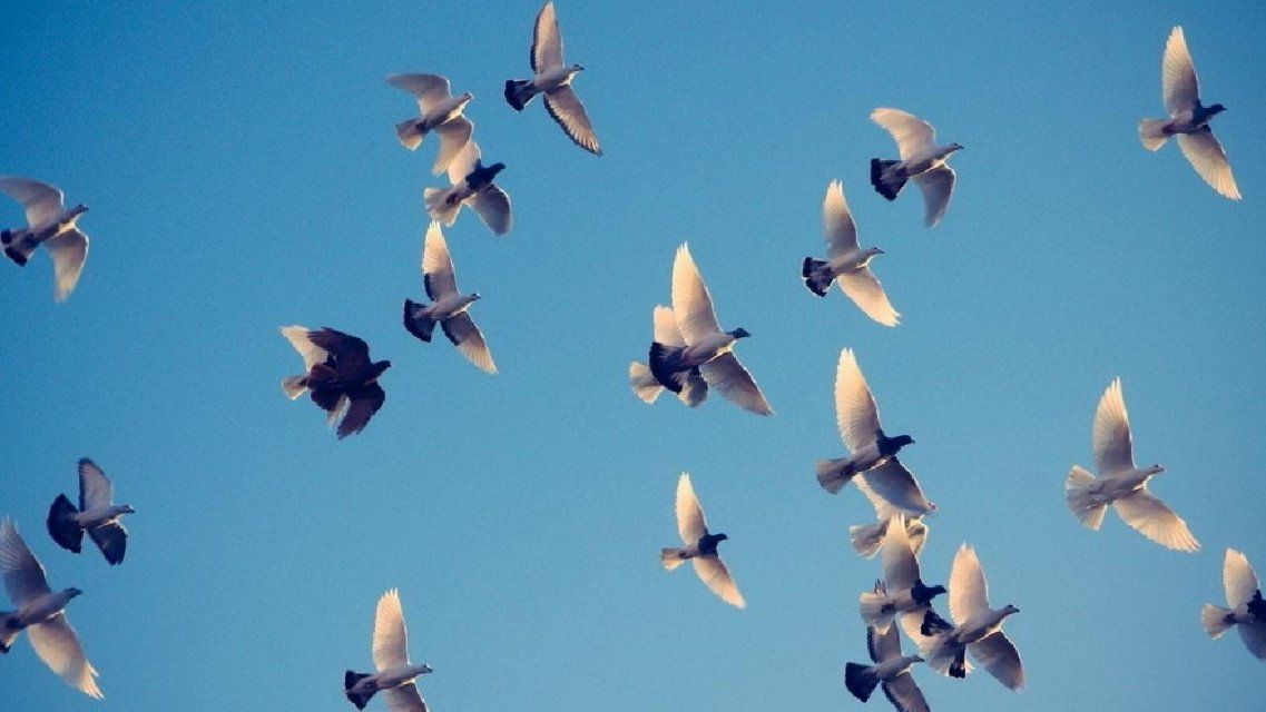 Символ мира: 24 июня орловчане запустят в небо голубей