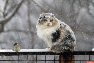 23 февраля в Орле ожидается ветреная погода
