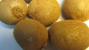 В Орле нашли киви, зараженные щитовкой