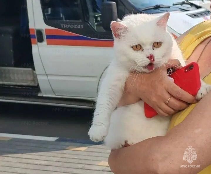 Сегодня утром орловские спасатели выручили четвероногого питомца, выпавшего из окна
