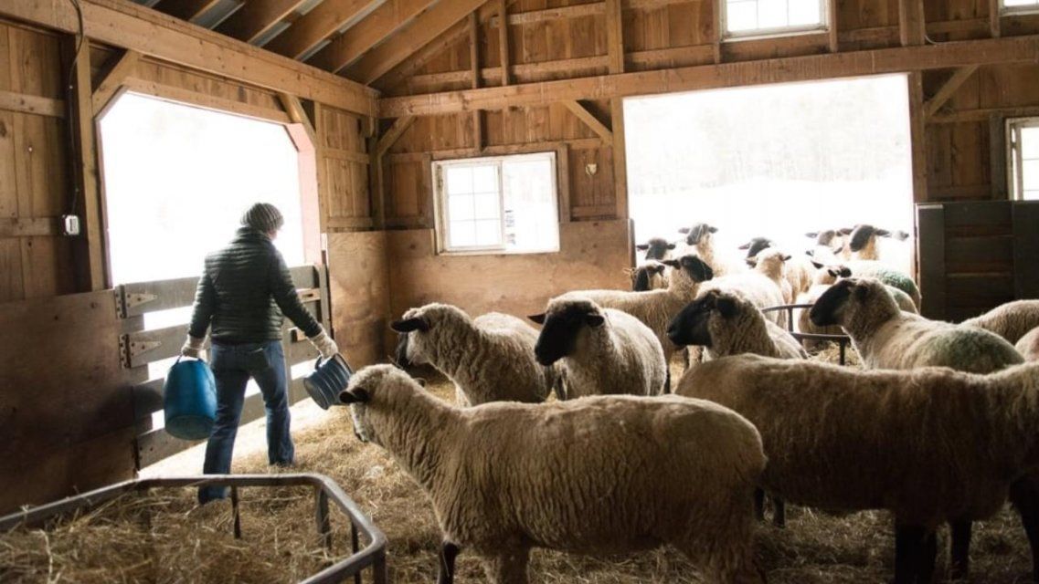 На Орловщине откроют «Школу фермера»