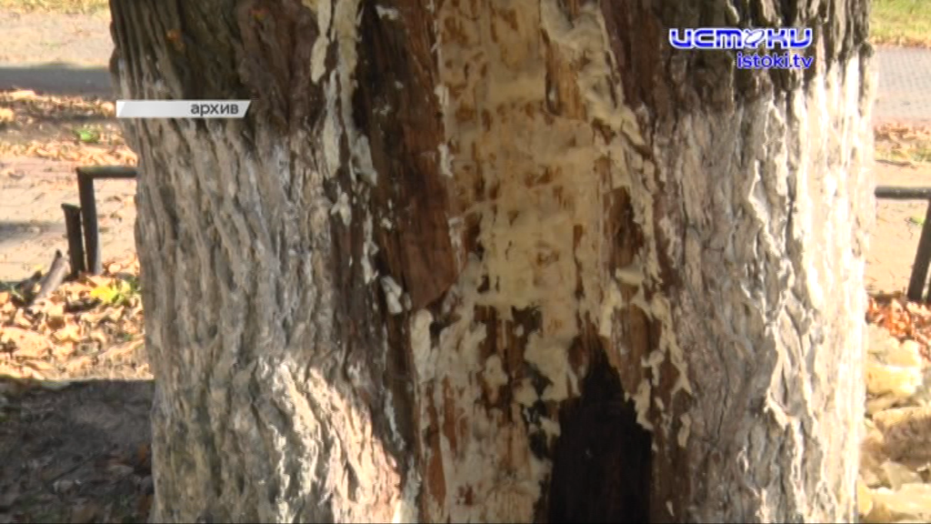 Экспресс-новости: когда починят сквер на 5 августа, у знаменитого дуба на Бульваре Победы появился шанс