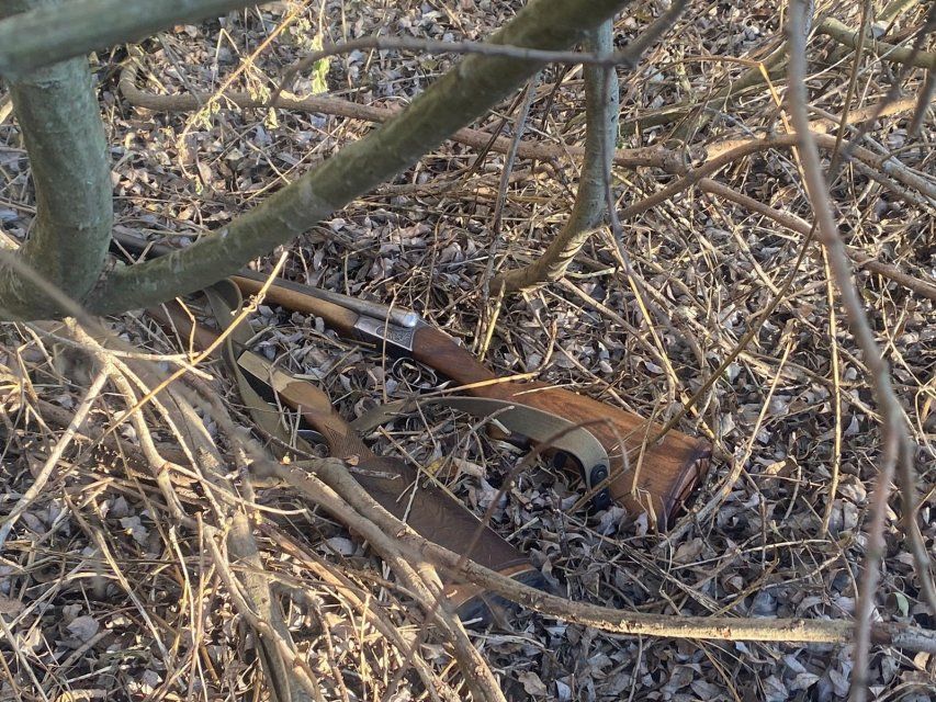 Пару краснокнижных лебедей застрелили в Орловской области