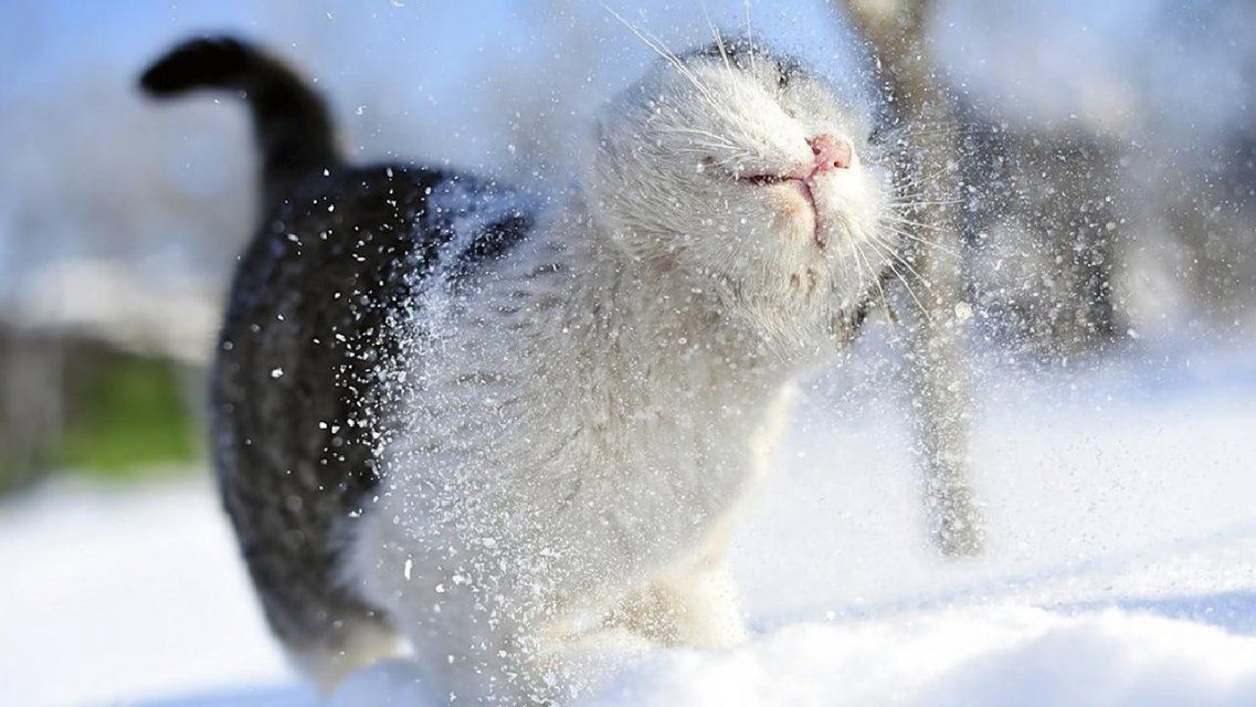 «А снег идет, а снег идет...»: сегодня в Орле будет пасмурно и прохладно