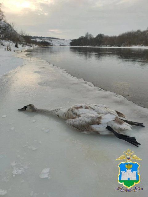 Рыбак помог раскрыть незаконную охоту на краснокнижного лебедя в Орловской области