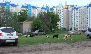 Орловчане жалуются на бездомных собак 
