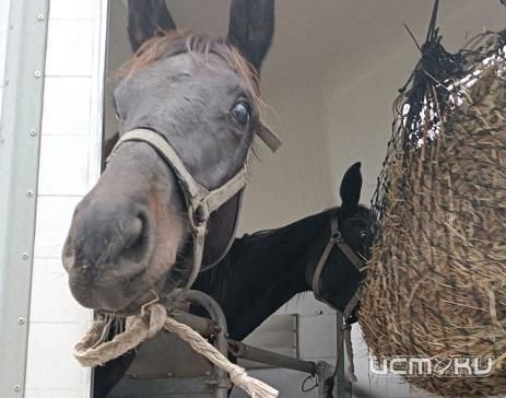 Кони привередливые 