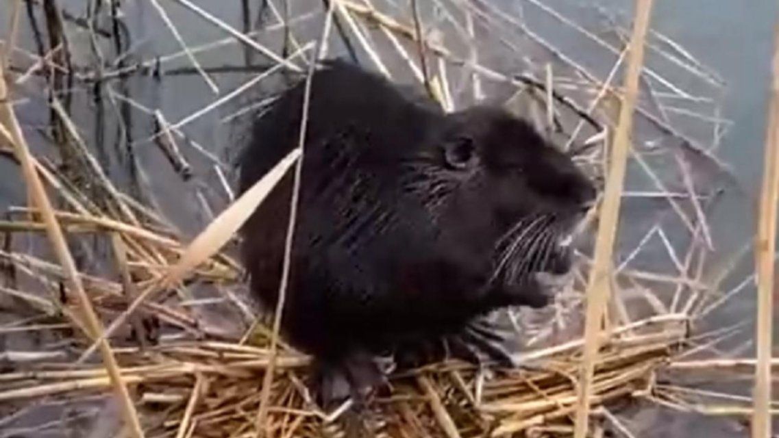 На прогулке по набережной орловчанка встретила нутрию