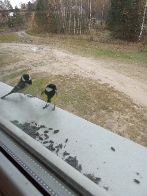 Жителей Орловской области просят помочь перезимовать птицам 