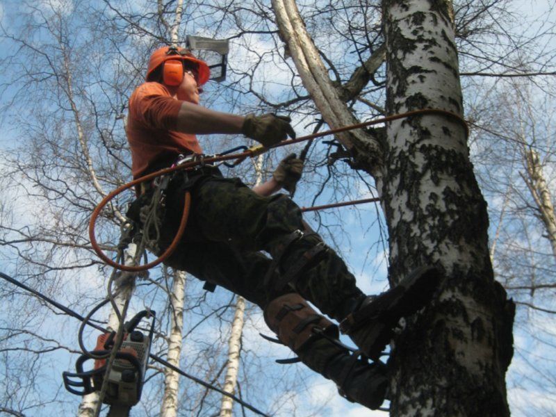 Власти объяснили, почему на ул. Октябрьской вырубили липы