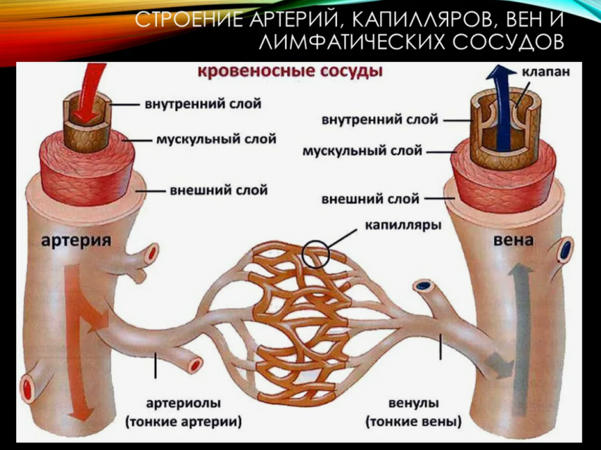 Стоящая на Орловщине жара может повлиять на сосуды. Лучше уберечь себя от этого заранее, зная о профилактике