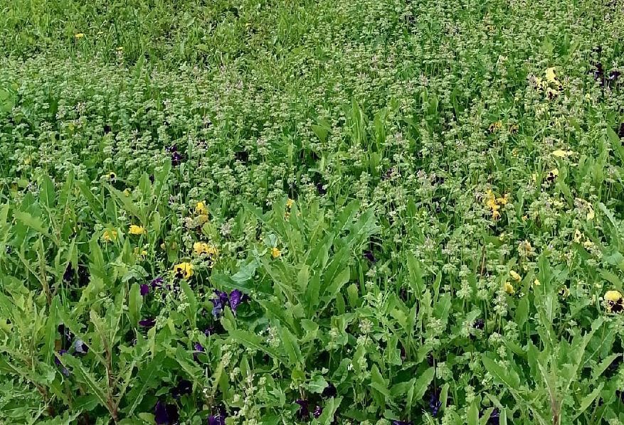 У мэрии не денег посадить цветы и убрать сорняки с «самой красивой улицы города»