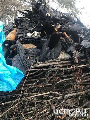 Причиной гибели краснокнижных животных в Должанском районе могла стать отрава