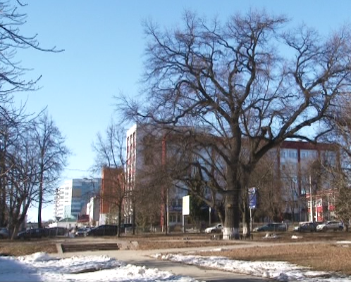 На бульваре Победы в Орле от монтажной пены страдает дуб-долгожитель, которому уже 161 год. Какие последствия ожидают бедное дерево и долго ли оно еще простоит?