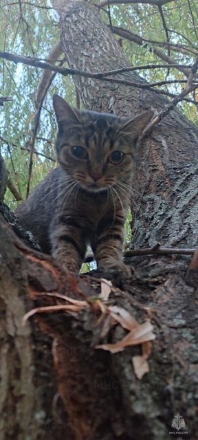 Вызволение малыша из автомата по продаже конфет и спасение кота 