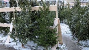 Елки в Орле будут продавать по 29 адресам 