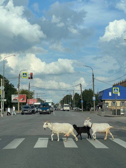 Козлы освоили ПДД лучше некоторых орловских пешеходов