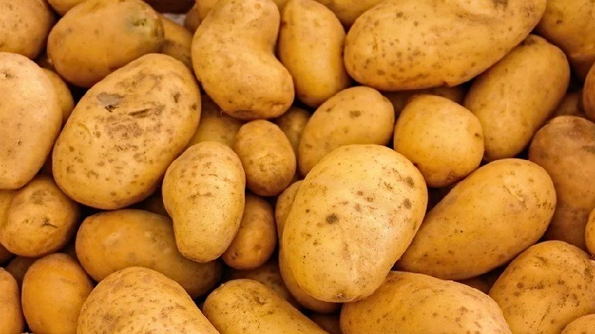 Более 200 тонн орловского картофеля не вывезли в Молдову из-за вирусов