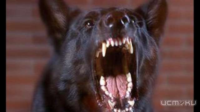 Сначала бешеные кошки, теперь собаки