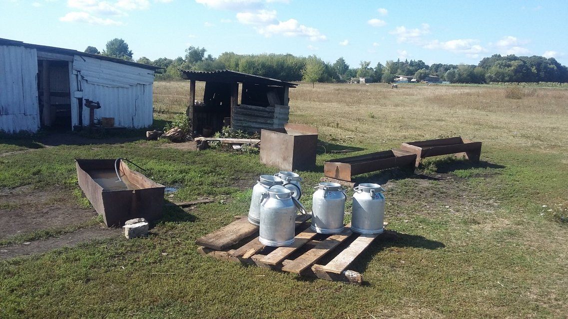 Антисанитария и кишечная палочка: на Орловщине закрыли на месяц две молочные фермы