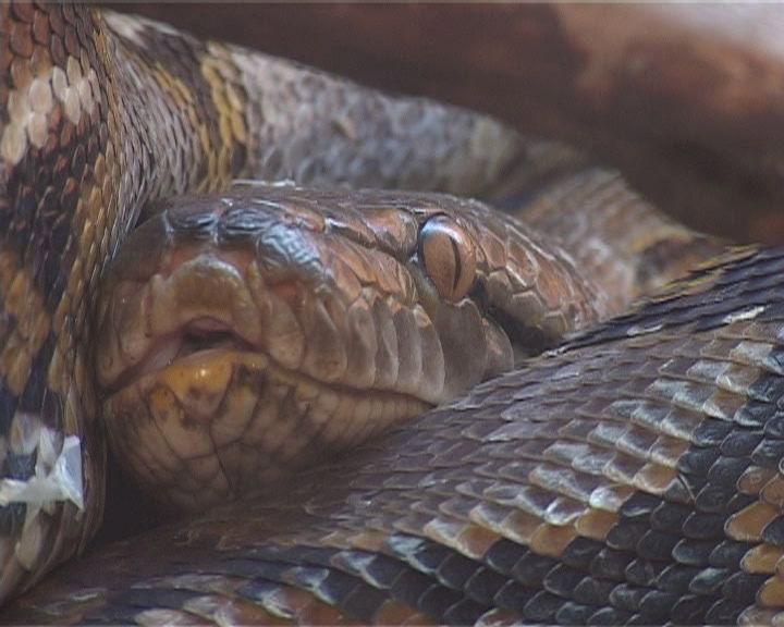 Выставки в орле — Фантом