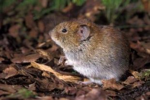 Орловскому урожаю угрожают грызуны