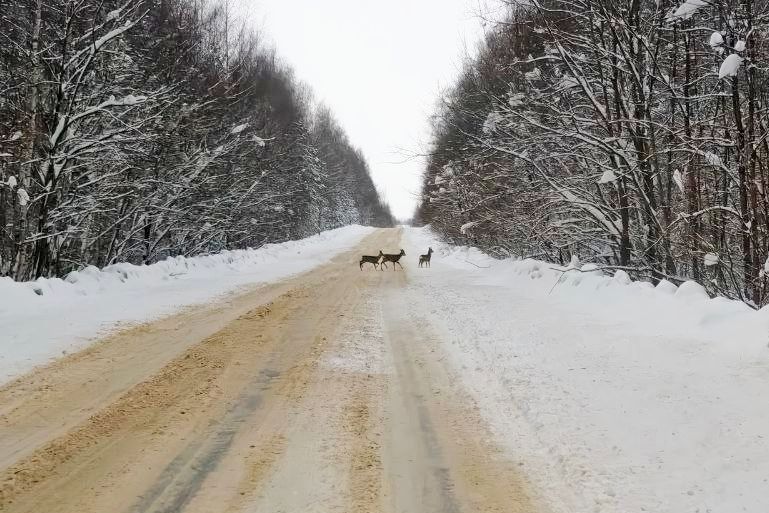 Администрация "Орловского полесья" предупреждает, что животные выбегают на дорогу 