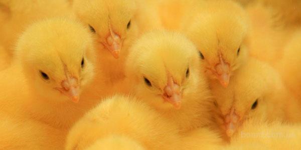 Цыплята из Венгрии поселятся в Ливенском районе