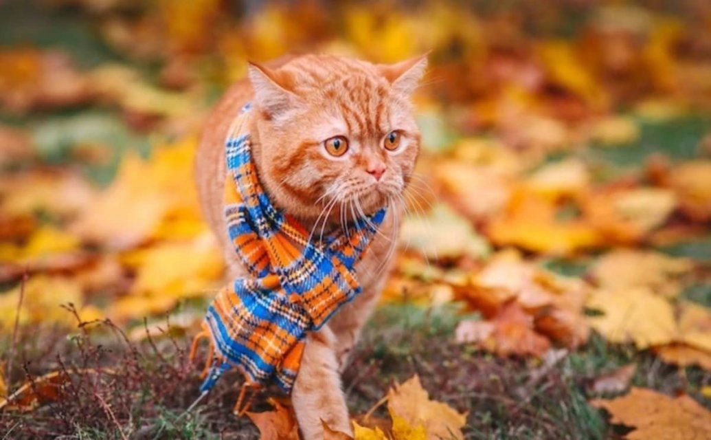 Ниже климатической нормы: в понедельник в Орле будет холодно