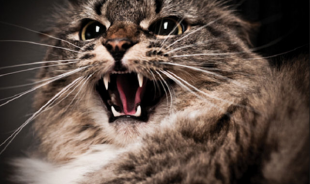 В Верховье бешеный кот укусил мужчину