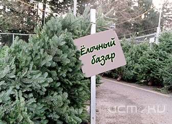 В Ливнах торговали опасными елями