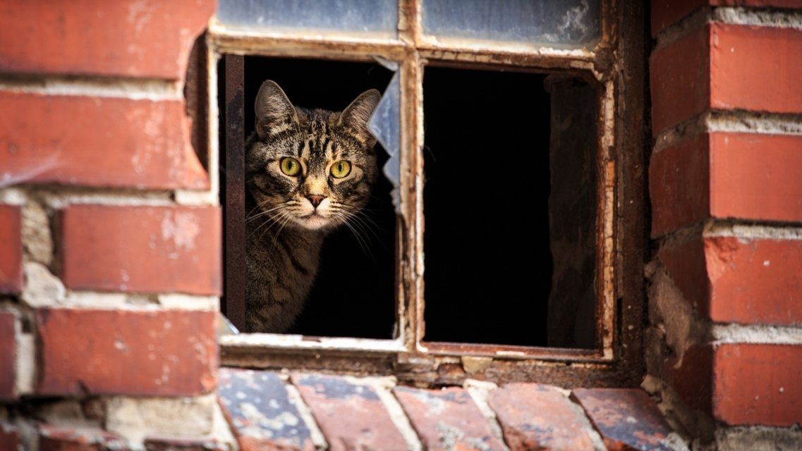 День спасения животных: накануне орловские сотрудники МЧС вызволяли из беды четвероногих