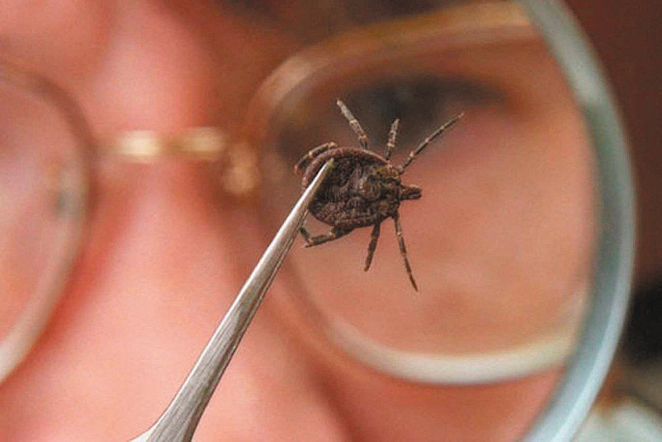 На Орловщине от укусов клещей пострадали 10 детей