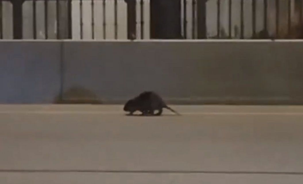 Бобер-путешественник устроил переполох на Красном мосту в Орле