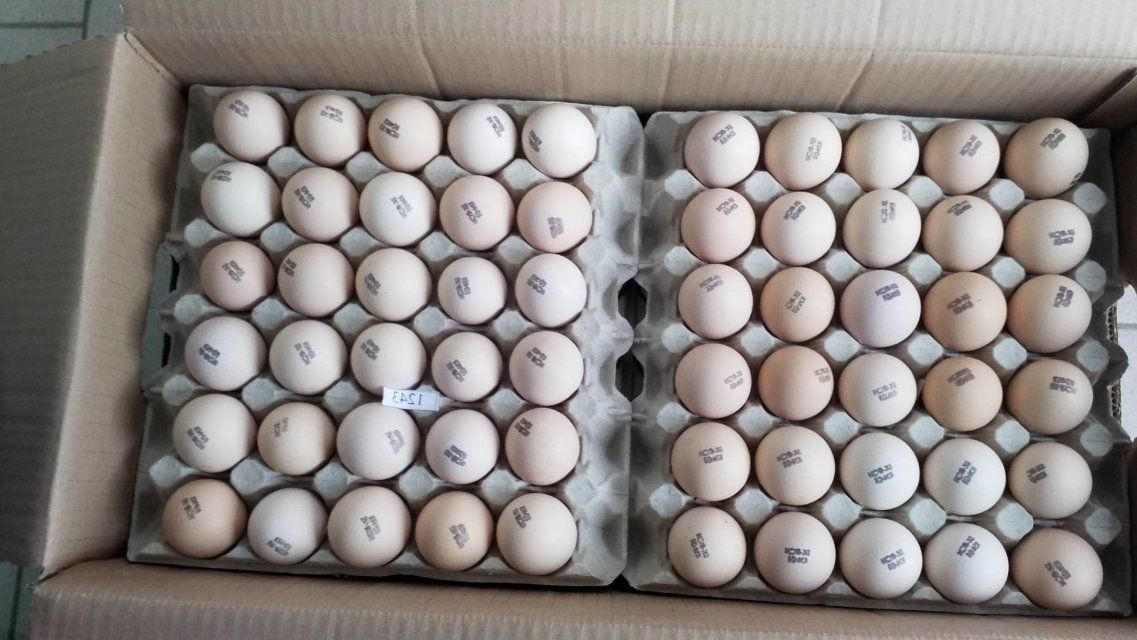 В Орловскую область доставили крупную партию яиц из Чехии
