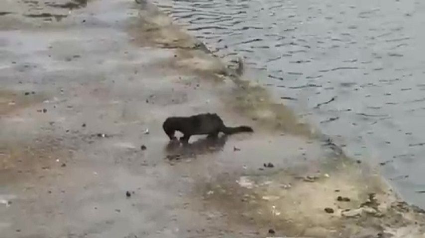 Видео: возле детского парка заметили необычное для Орла животное