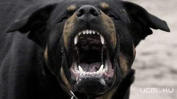 В Орле зоозащитники борются против эвтаназии для собак