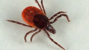 На Орловщине два человека пострадали от укусов клещей