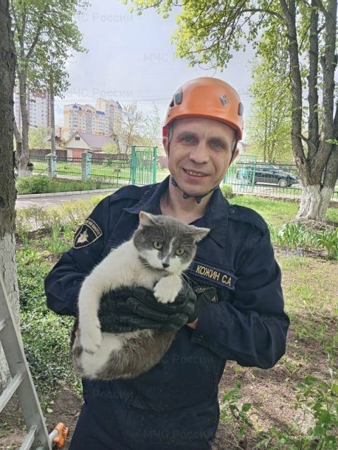 В орловской аптеке любопытный кот застрял под холодильником