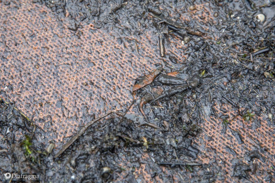 Археологи подтвердили, что находки орловских дайверов относятся к периоду Судбищенской битвы