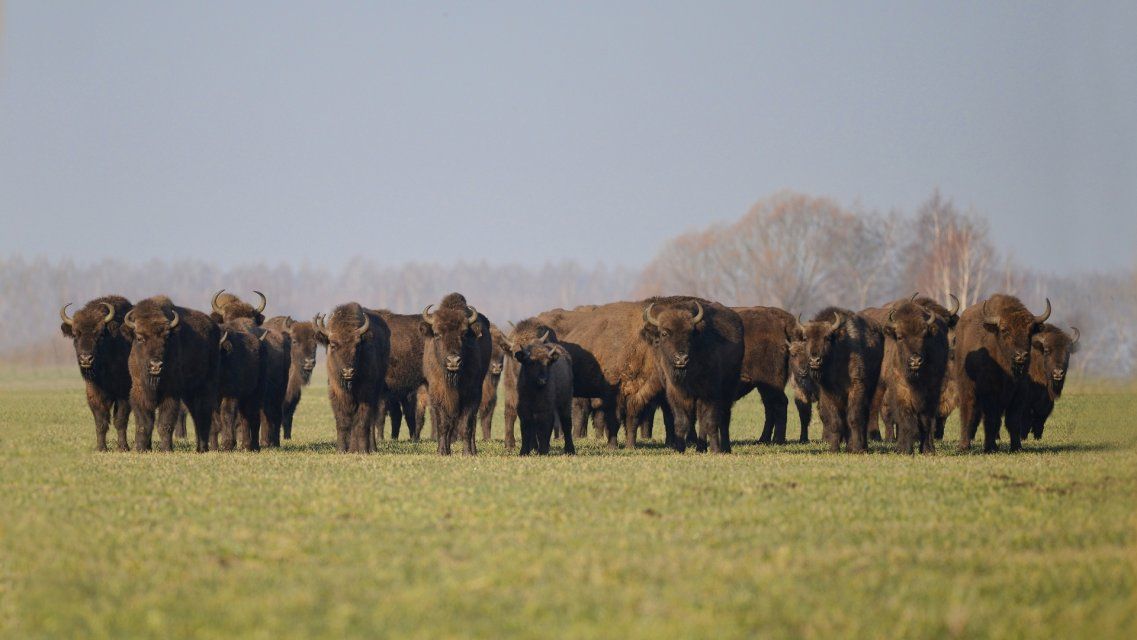 На помощь национальному парку «Орловское полесье» в закупке кормов для зубров организован благотворительный сбор