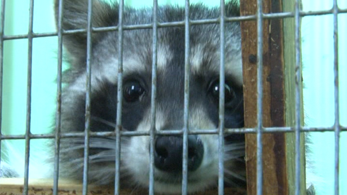 Более 20 лет назад в детском парке Орла открыли зооуголок