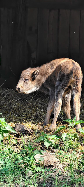 В "Орловском Полесье" родилась зубрица Милка!